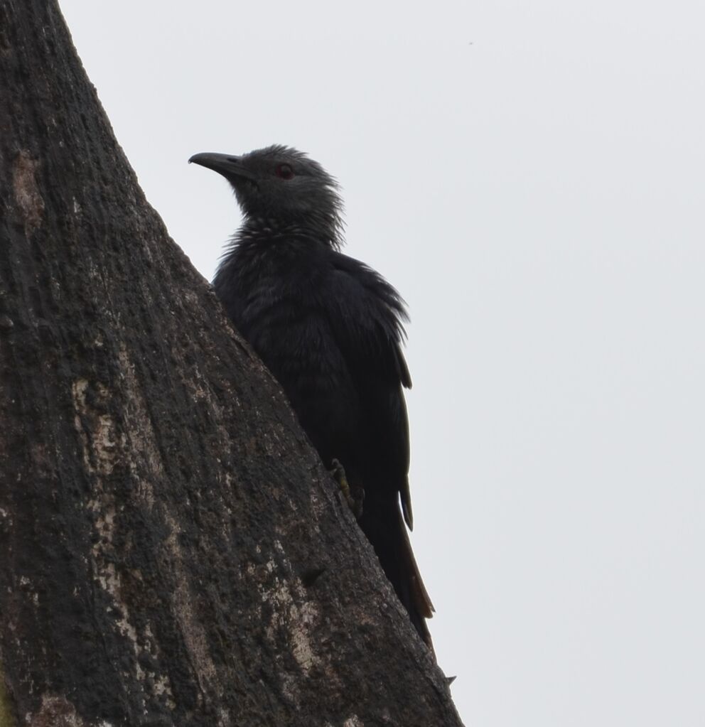 Chestnut-winged Starling, identification