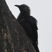 Chestnut-winged Starling