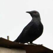 Chestnut-winged Starling