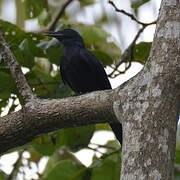 Chestnut-winged Starling