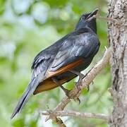 Red-winged Starling