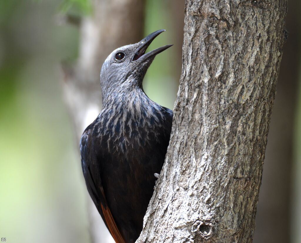 Rufipenne morioadulte, portrait