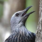 Red-winged Starling