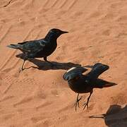 Pale-winged Starling