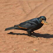 Pale-winged Starling