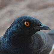 Pale-winged Starling