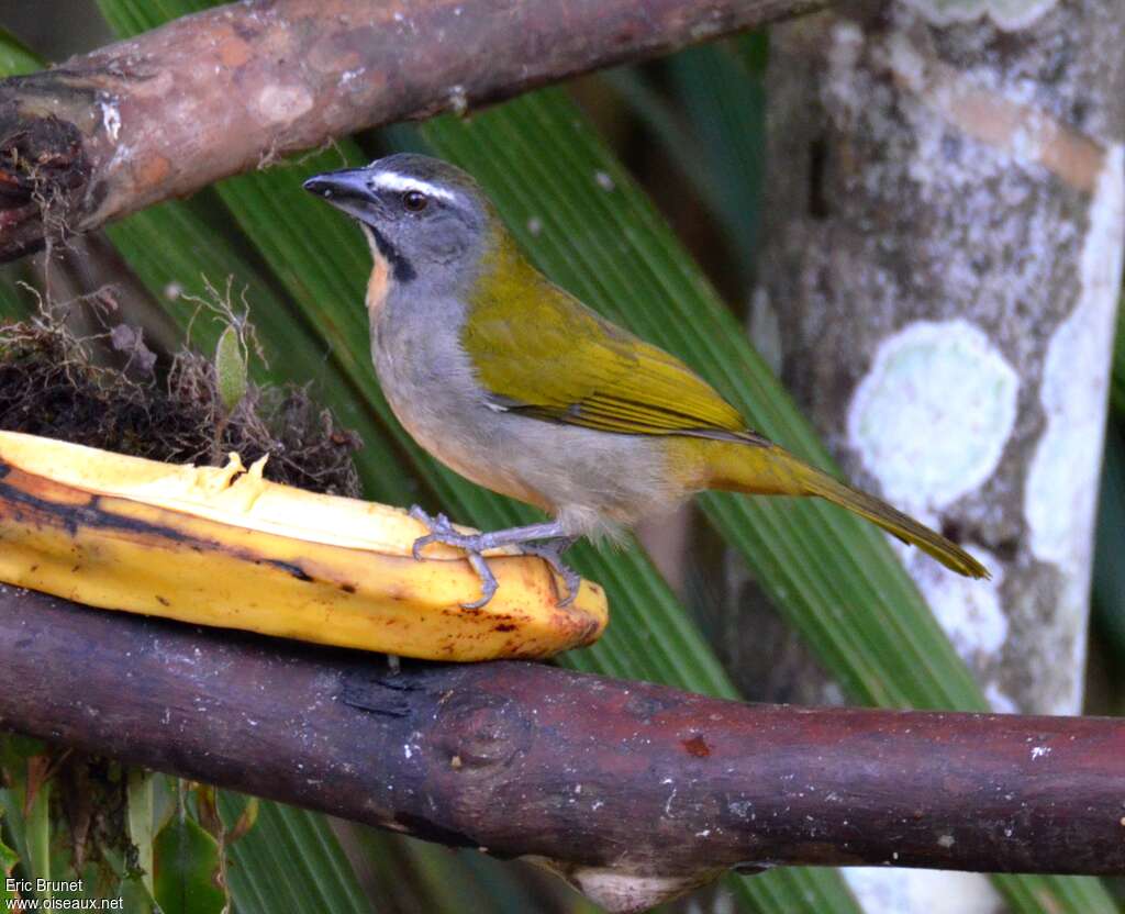 Saltator des grands-boisadulte, identification