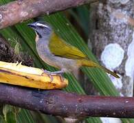 Buff-throated Saltator