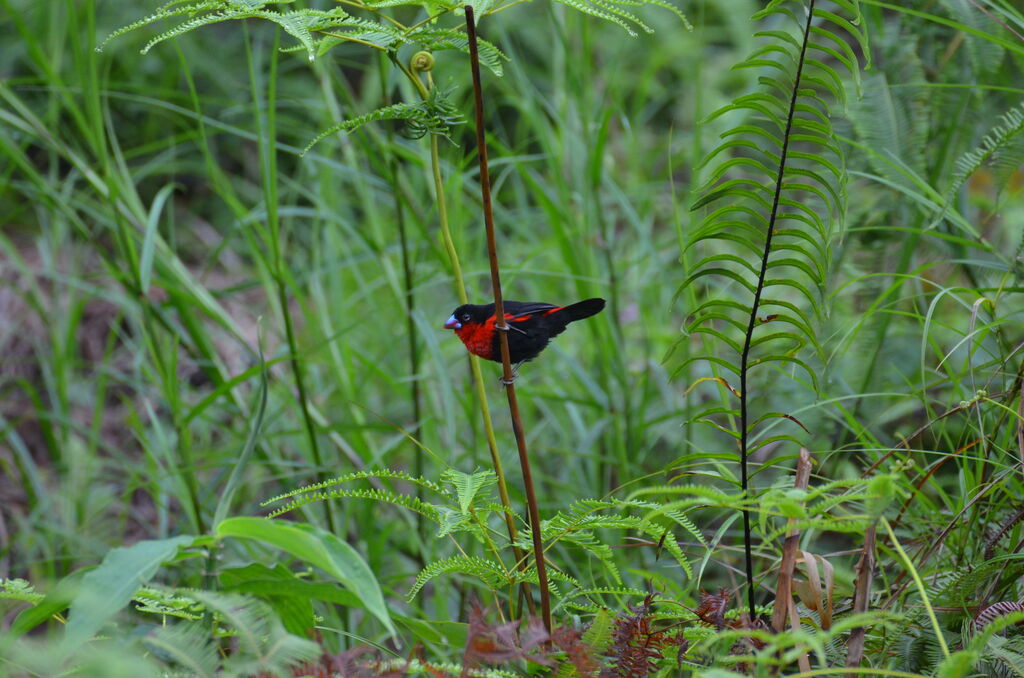 Sénégali sanguinadulte, identification