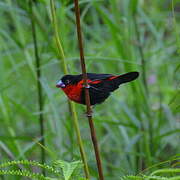 Western Bluebill