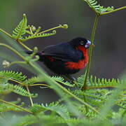 Western Bluebill