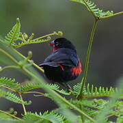 Western Bluebill