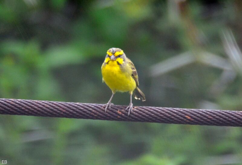 Yellow-fronted Canaryadult, identification