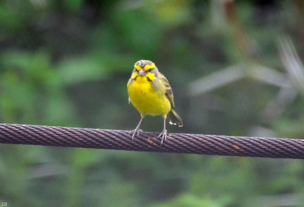 Yellow-fronted Canaryadult, identification