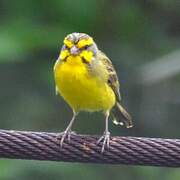 Yellow-fronted Canary