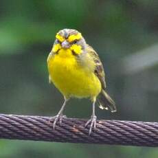 Serin du Mozambique