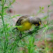 Yellow-fronted Canary