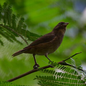 Serin roux