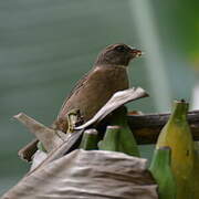 Principe Seedeater