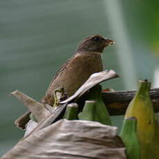 Serin roux