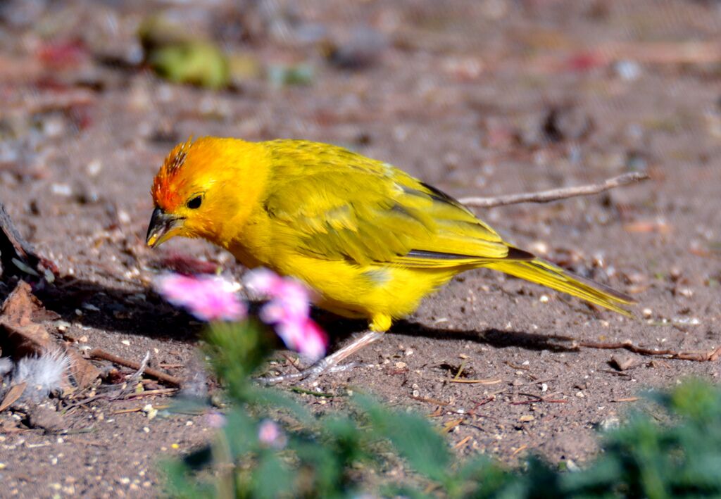 Saffron Finchimmature, identification, feeding habits, eats