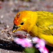 Saffron Finch