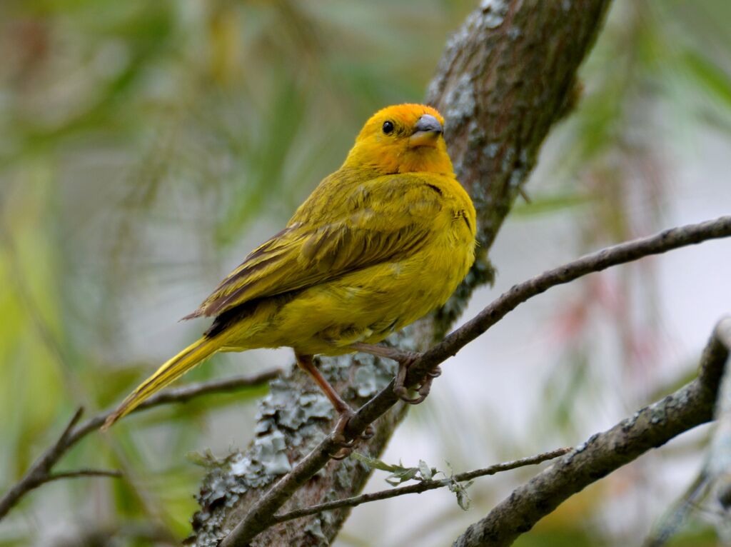 Saffron Finchadult, identification