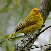 Saffron Finch