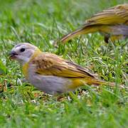 Saffron Finch