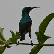 Olive-bellied Sunbird