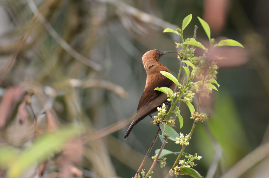 Carmelite Sunbirdadult, identification