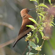 Carmelite Sunbird