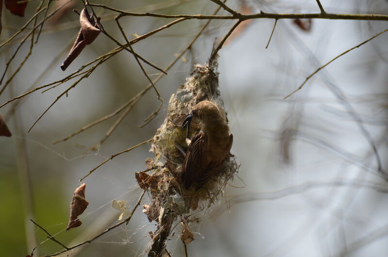 Carmelite Sunbirdadult, identification, Reproduction-nesting