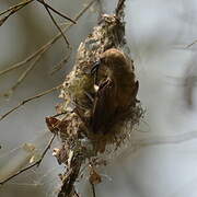 Carmelite Sunbird