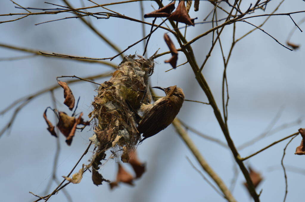 Carmelite Sunbirdadult, identification, Reproduction-nesting