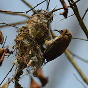 Carmelite Sunbird