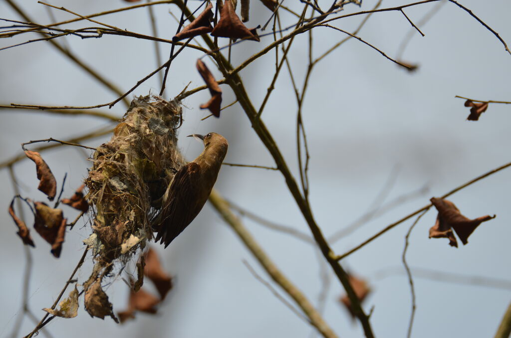 Carmelite Sunbirdadult, identification, Reproduction-nesting