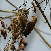 Carmelite Sunbird