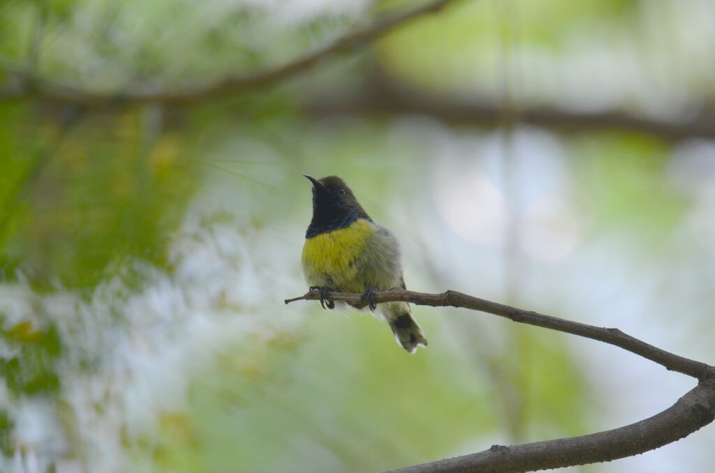 Newton's Sunbirdimmature, identification