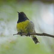 Newton's Sunbird