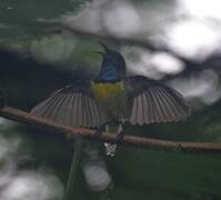 Newton's Sunbird