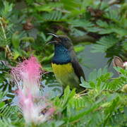 Newton's Sunbird