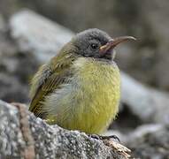 Reichenbach's Sunbird