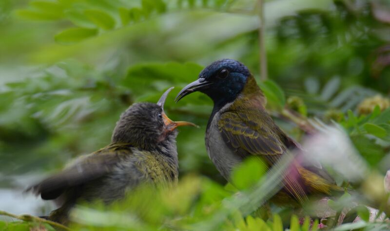 Reichenbach's SunbirdPoussin, identification, feeding habits, eats