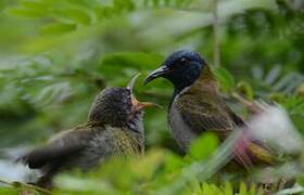 Reichenbach's Sunbird