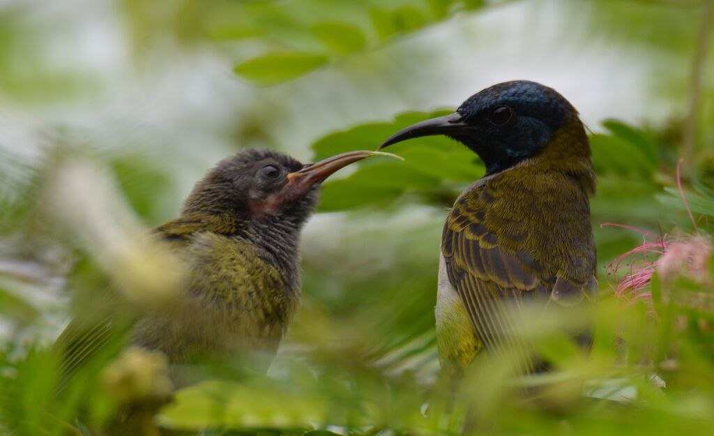 Reichenbach's SunbirdPoussin, identification, eats