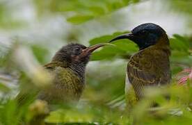 Reichenbach's Sunbird