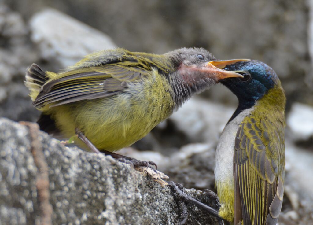 Reichenbach's SunbirdPoussin, identification, eats