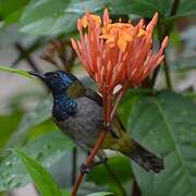 Reichenbach's Sunbird