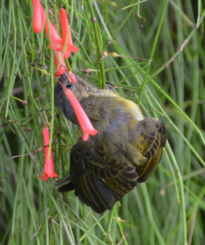 Reichenbach's Sunbirdjuvenile